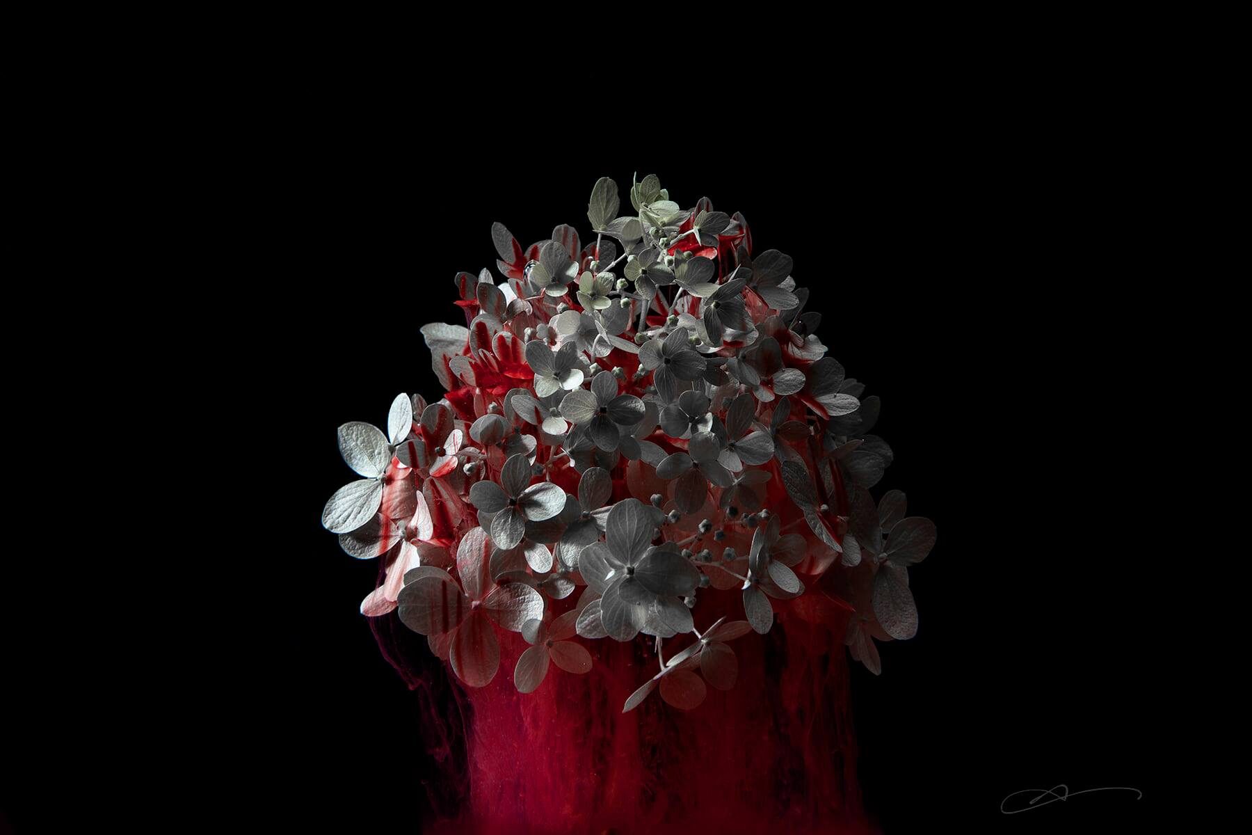 Hydrangea still life in red